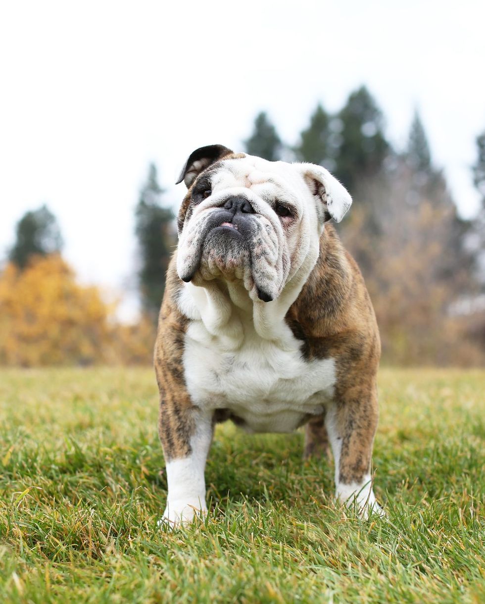 bulldog standing in a park