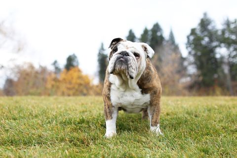 bulldog standing in a park