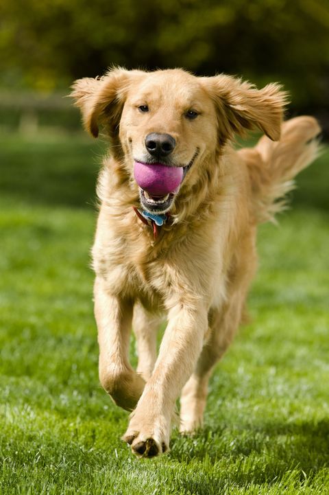 golden retriever fetching a ball