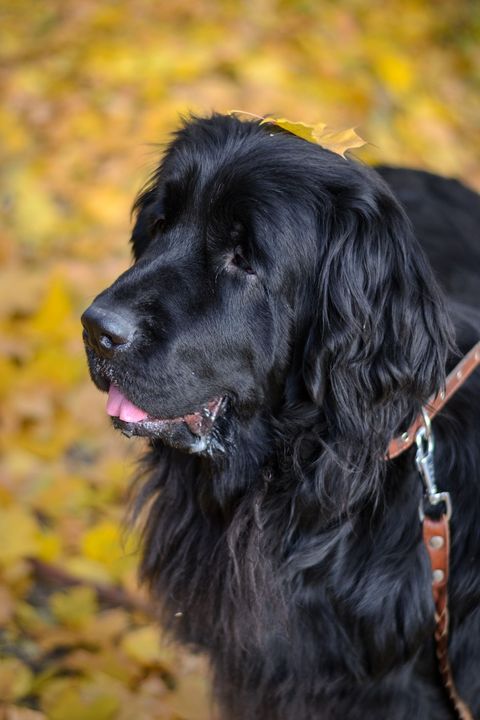 newfoundland dog in autumn leaves