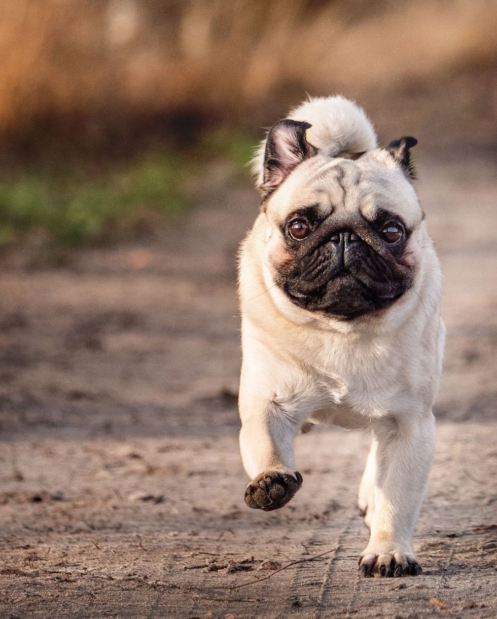 pug running down a dirt road