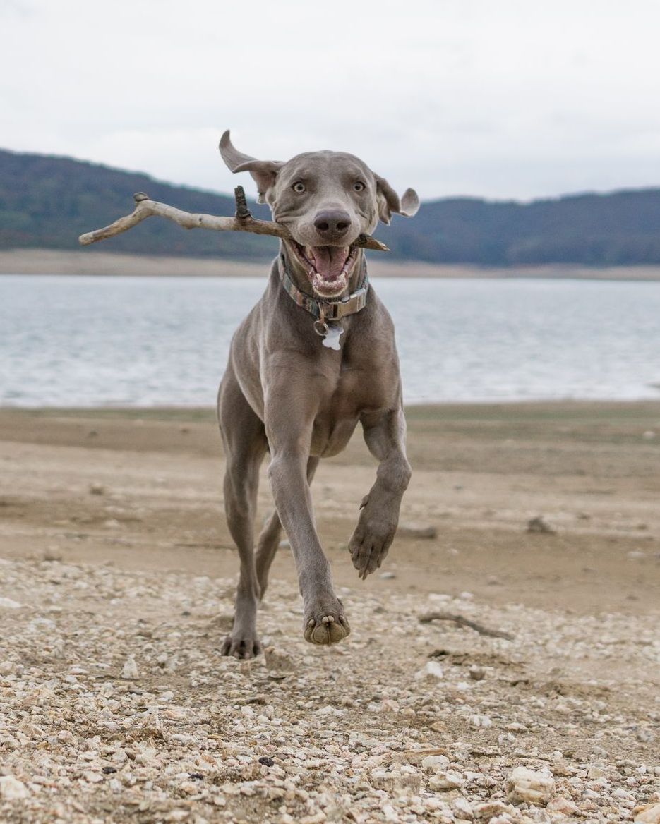 weimaraner running on the beach with a stick in its mouth