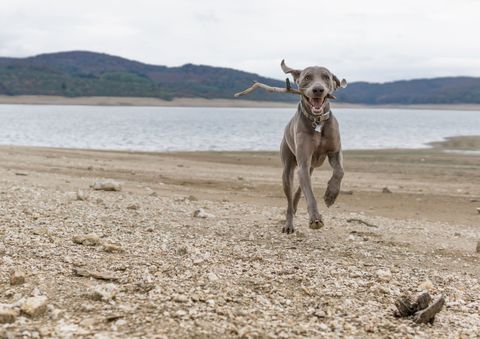 weimaraner running on the beach with a stick in its mouth