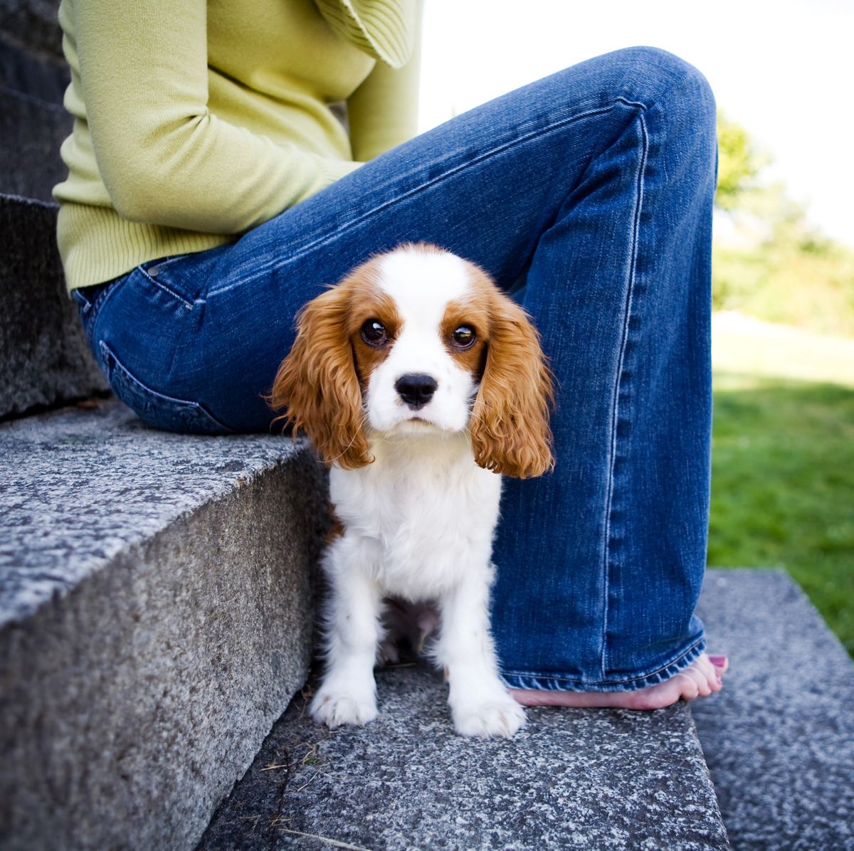 II. Factors to Consider When Choosing a Dog Breed for Grooming and Maintenance