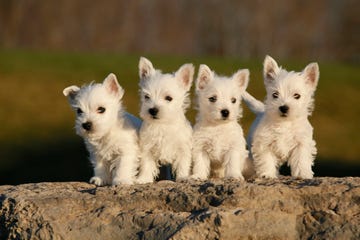 four white westie puppies sitting in a line on rock