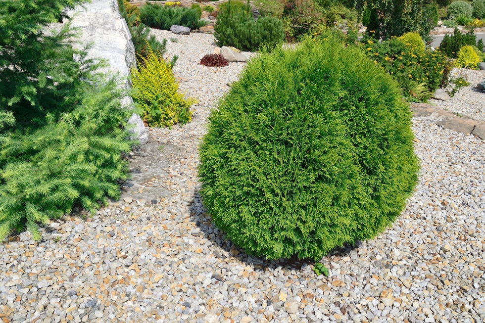 best evergreen shrubs arborvitae