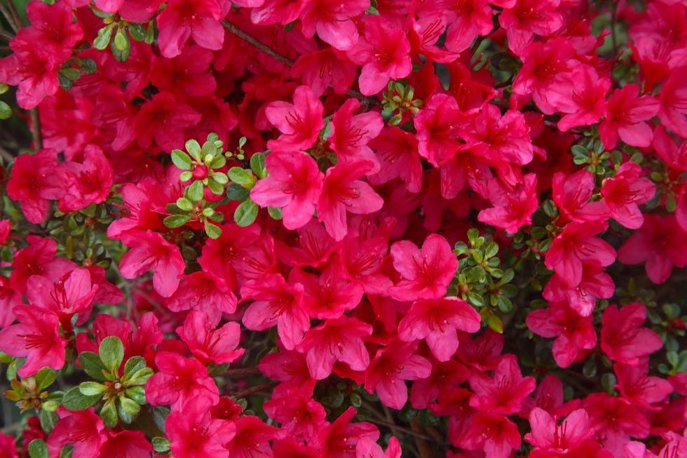 best evergreen shrubs azalea