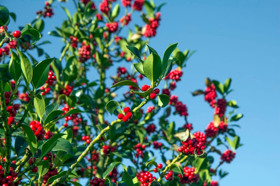 best evergreen shrubs blue holly