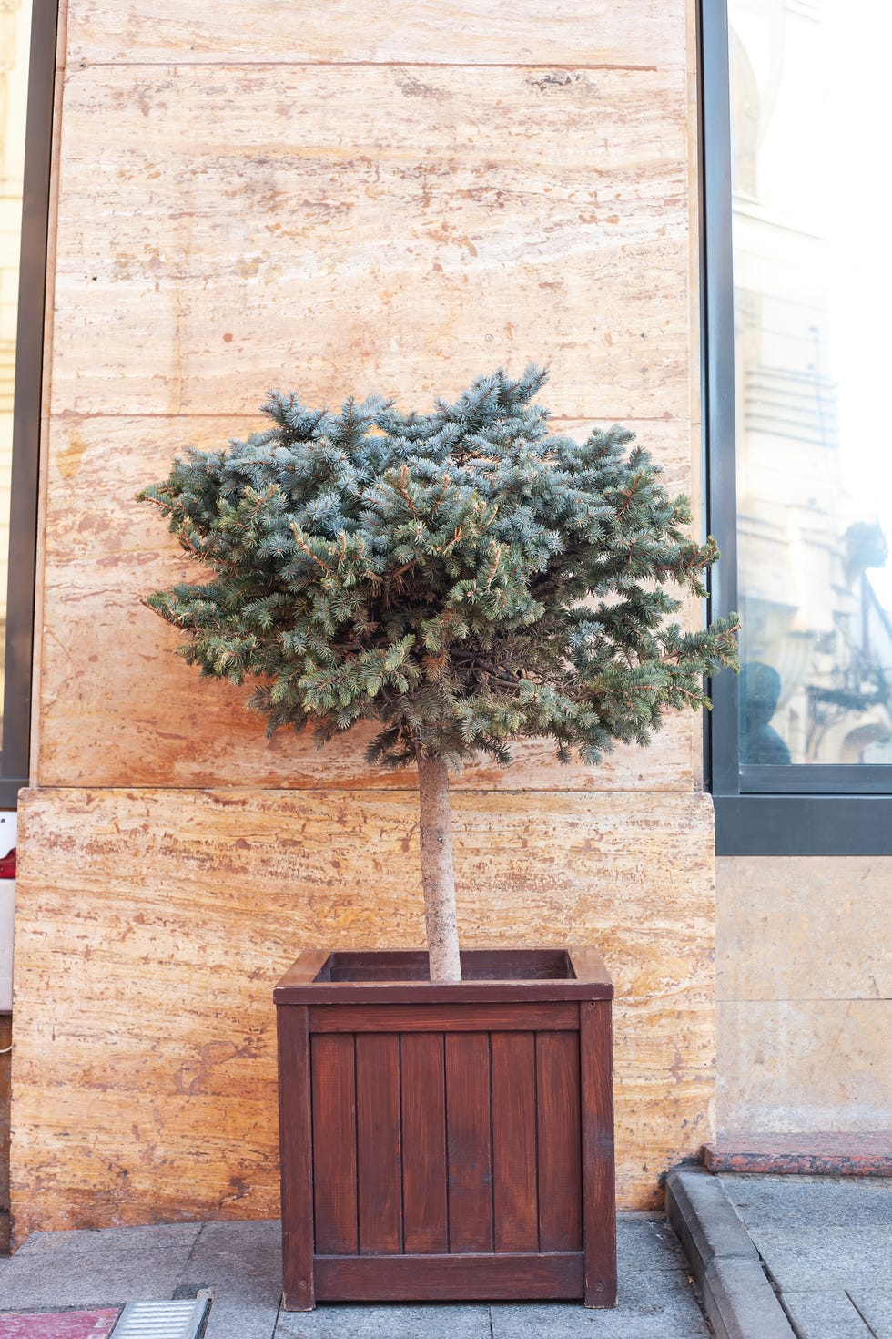 best evergreen shrubs blue spruce