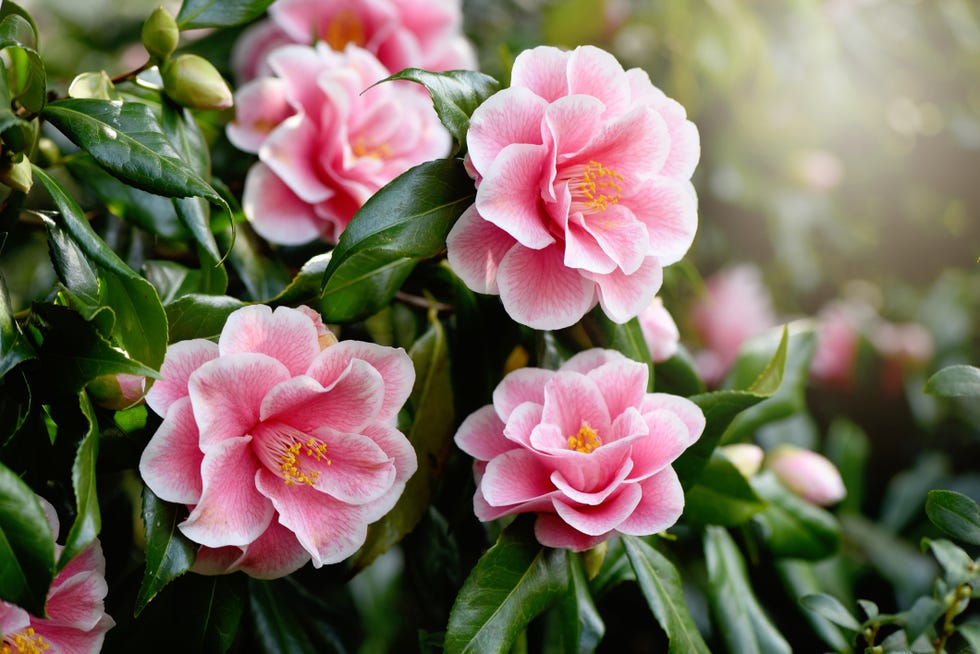 best evergreen shrubs  camellia