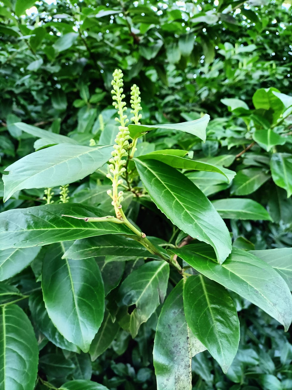 best evergreen shrubs cherry laurel