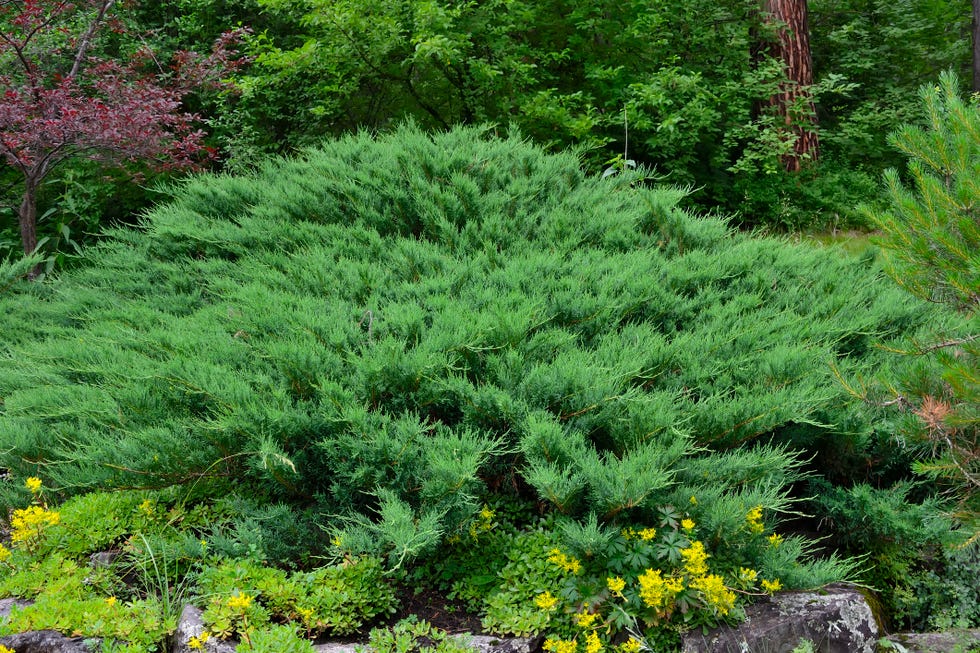 best evergreen shrubs creeping juniper