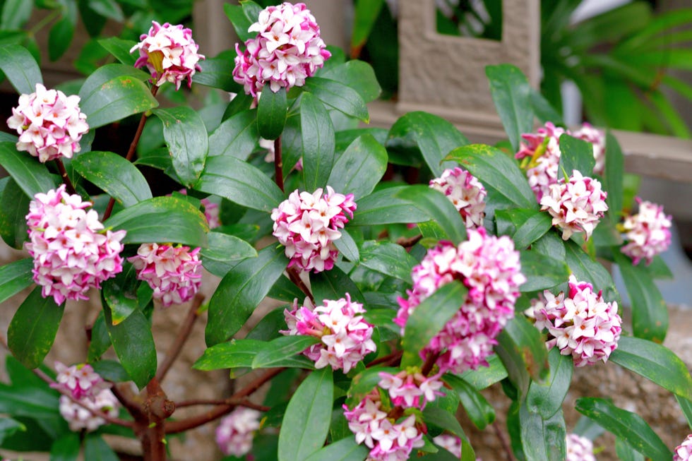 best evergreen shrubs daphne