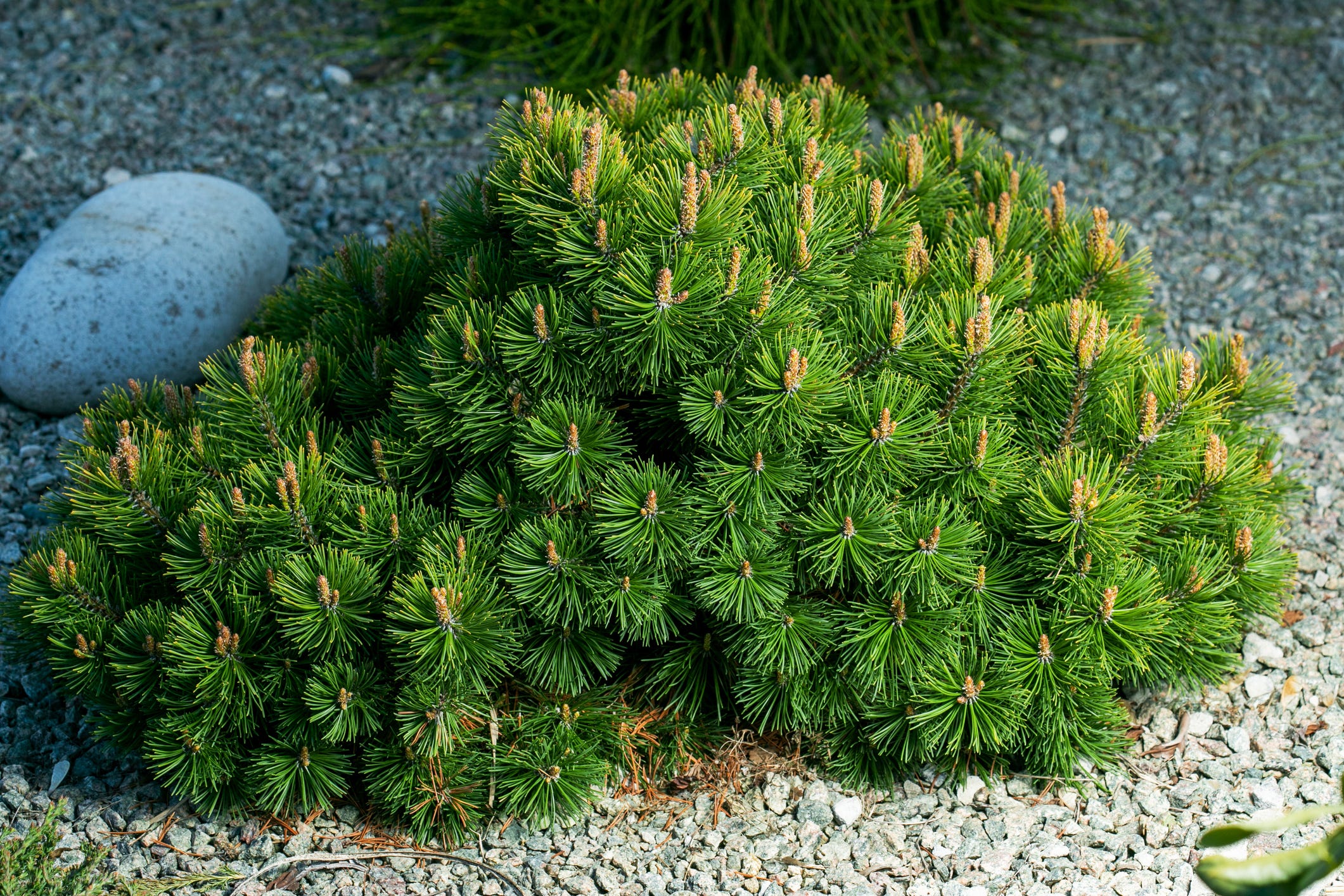 small round shrubs