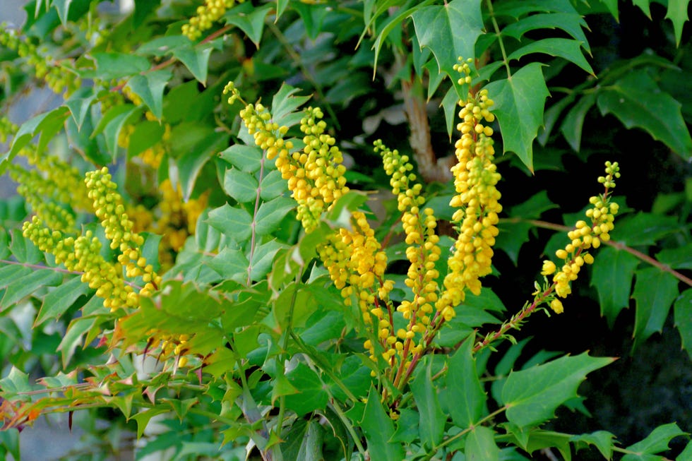 best evergreen shrubs mahonia