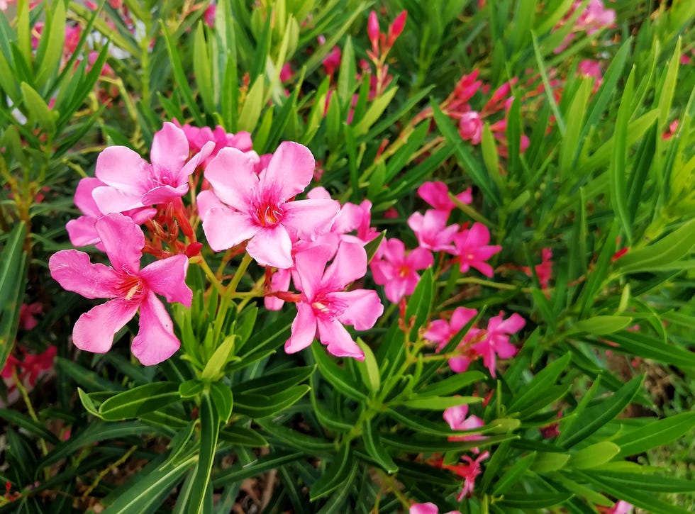 best evergreen shrubs oleander