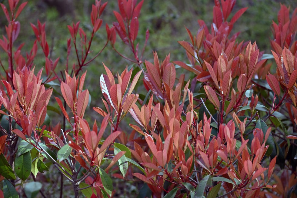 best evergreen shrubs photinia