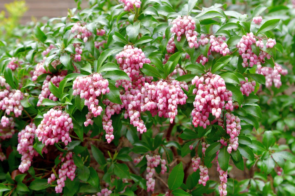 best evergreen shrubs best evergreen shrubs pieris