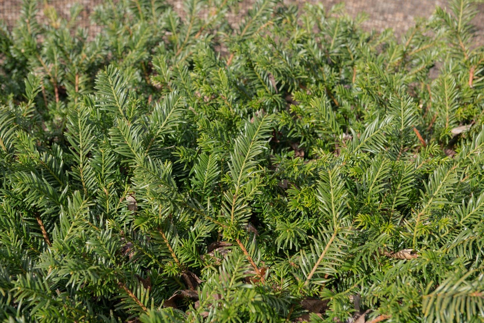 best evergreen shrubs  plum yew
