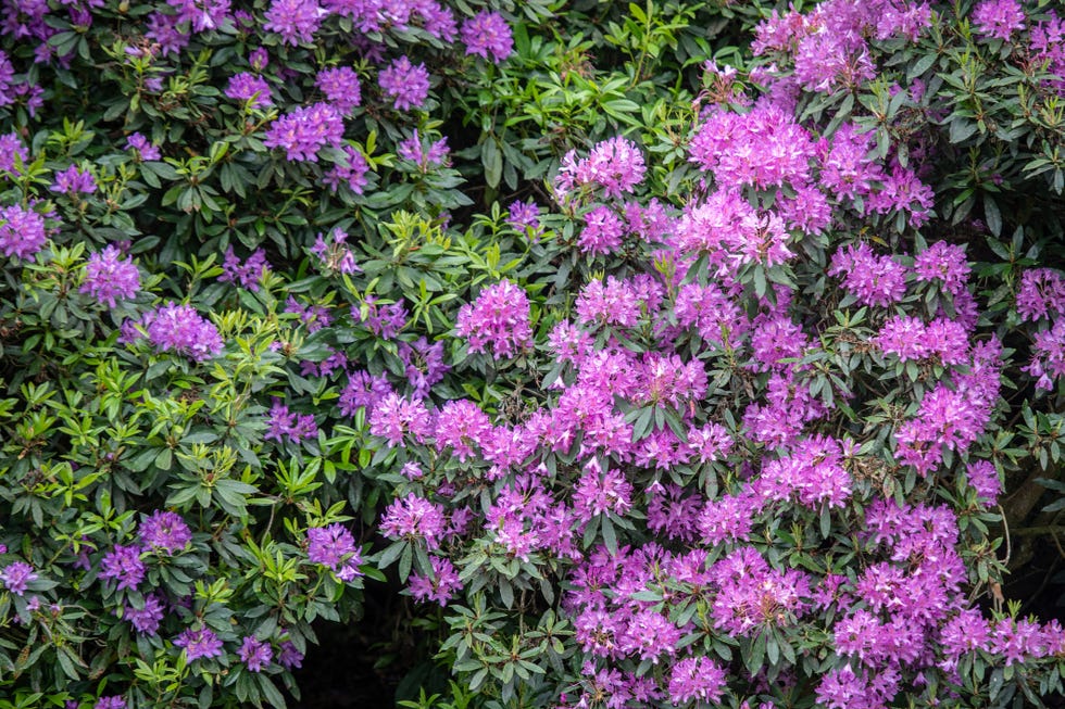 best evergreen shrubs rhododendrons