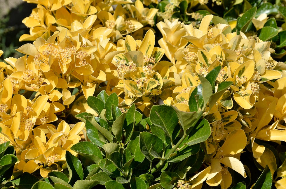 best evergreen shrubs