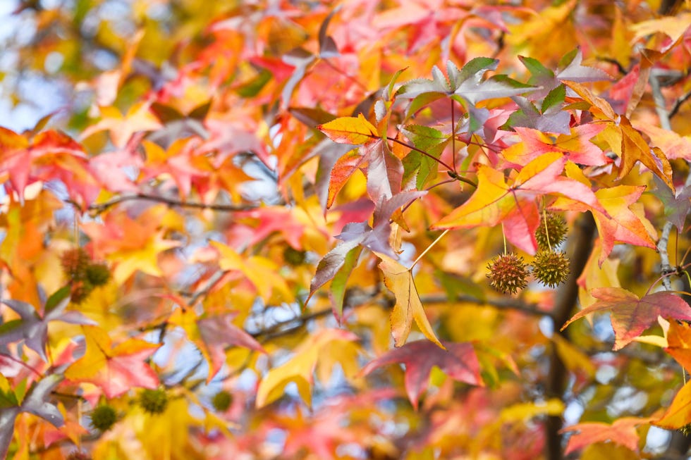 10 Best Trees to Bring Fall Color to Your Yard