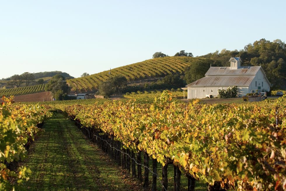 beautiful golden colors of a vineyard late afternoon on an autumn day  taken in californias napa valleyclick below to view my growing collection of winery and vineyard images