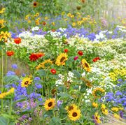 beautiful, colourful flowers in an english cottage summer garden with sunflowers, zinnia and grasses in soft sunshine