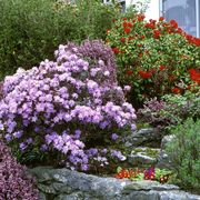 purple and red flowering shrubs in front of house