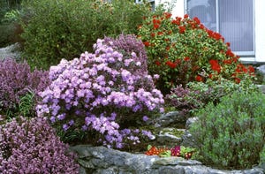 purple and red flowering shrubs in front of house