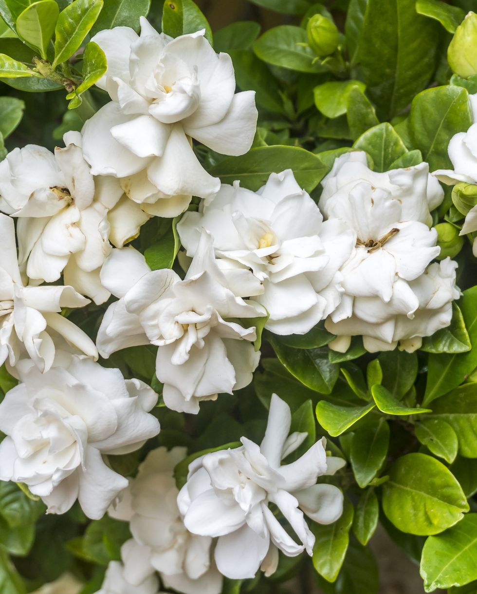flowers that smell good in garden with white gardenias