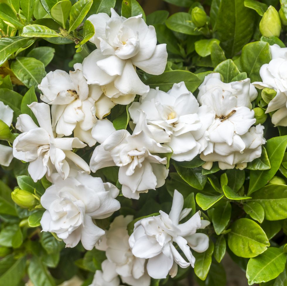 15 Most Fragrant Outdoor Flowers Best