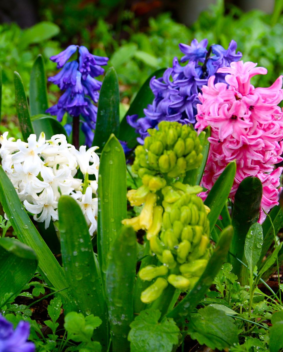 flowers that smell good in a garden filled with green, pink, purple, and white hyacinth