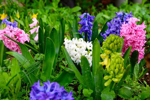 a garden filled with green, pink, purple, and white hyacinth