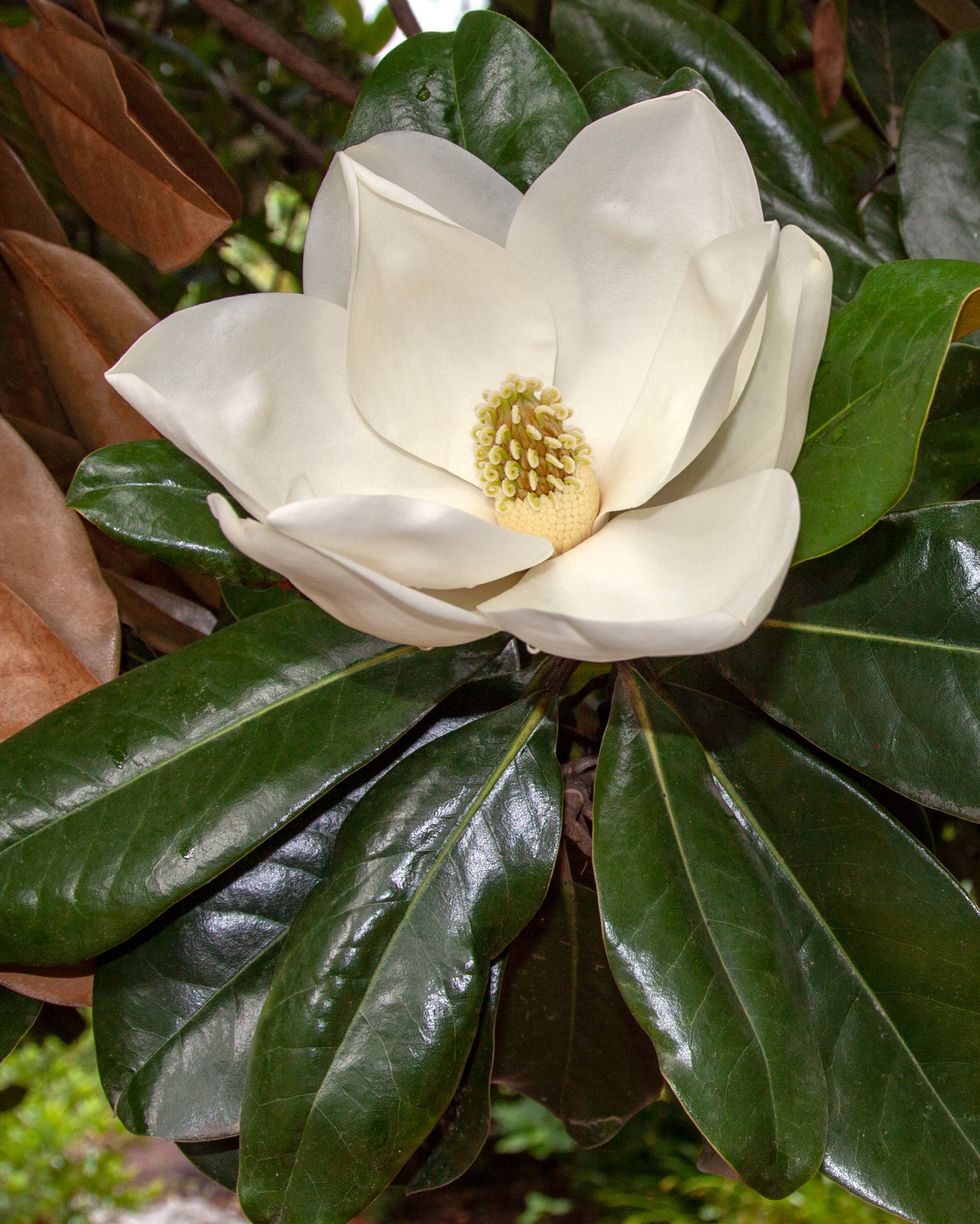 flowers that smell good with a white magnolia flower blooming on a tree