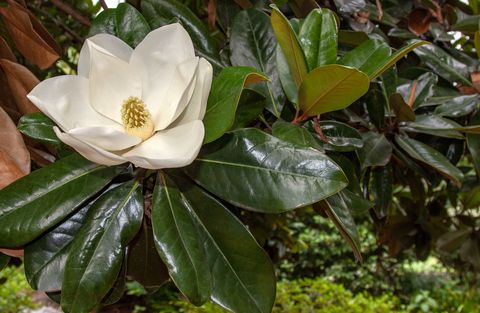 white magnolia flower blooming on a magnolia tree