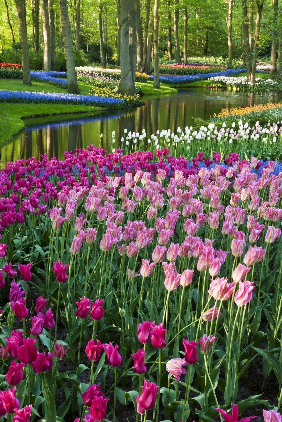 park with multi colored spring flowers along a pond location is the keukenhof garden, netherlandsother tulip images