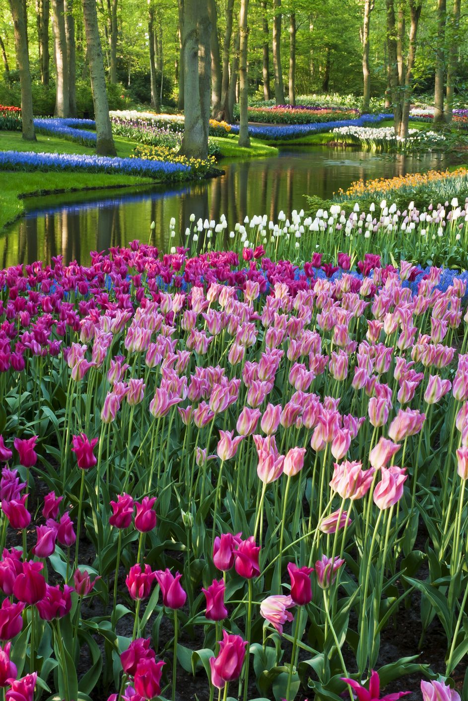 park with multi colored spring flowers along a pond location is the keukenhof garden, netherlandsother tulip images