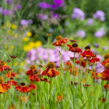 best garden plants for year round colour, flowers all year round