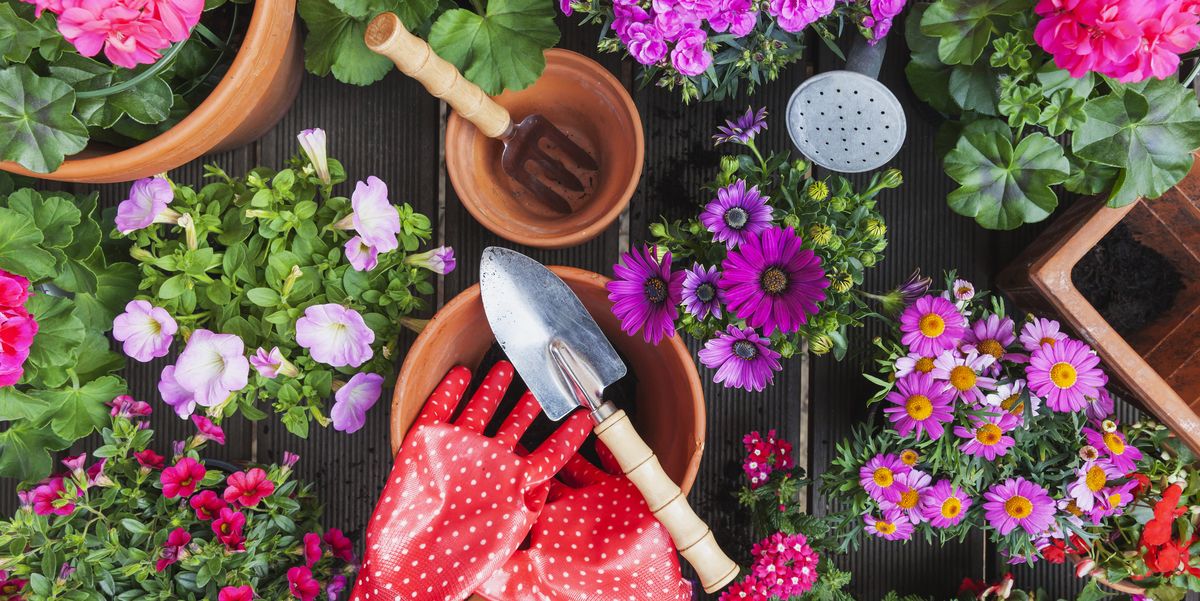 flowers and gardening tools