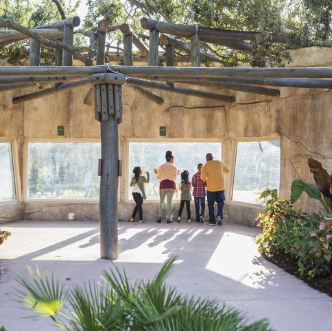 an african american family with three children visiting the zoo, at a window looking into a large primate exhibit the boy is 10 years old and the girls are 7 and 9 the parents are in their 30s