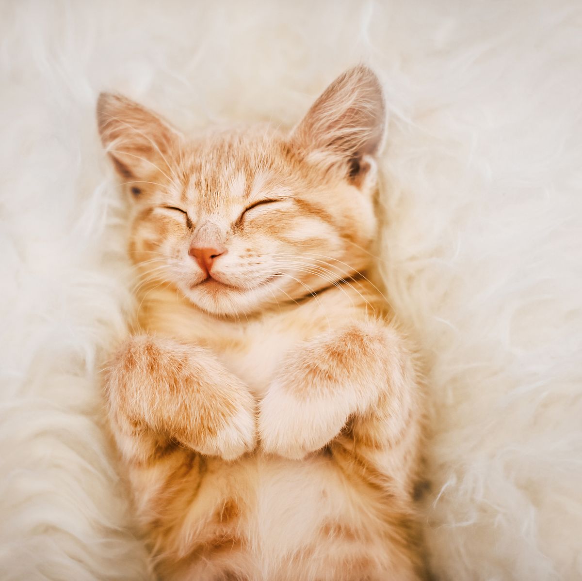 Cute Cat Names: 🐈 Find the Perfect Name for Your Feline