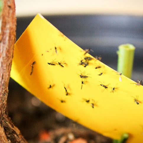 VIDEO DIY Extremely Effective Gnat Trap