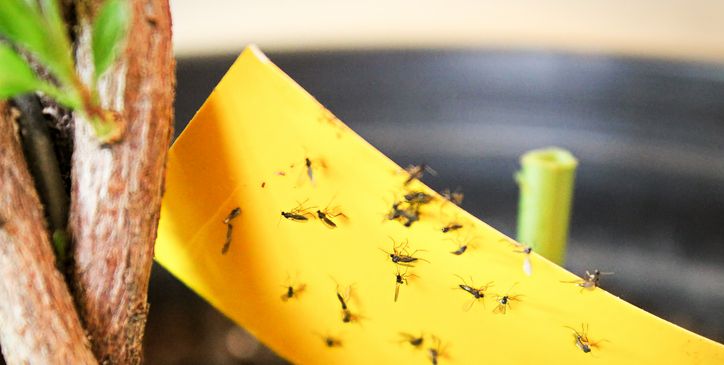 How to Get Rid of Gnats with Vinegar - Creative Homemaking