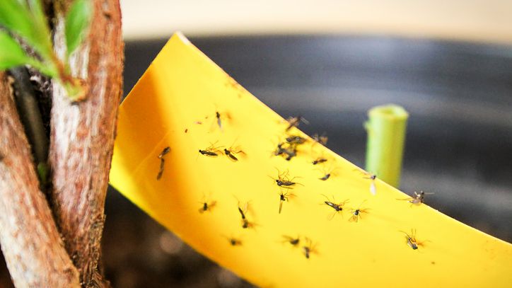 preview for How to Get Rid of Gnats in Your Home