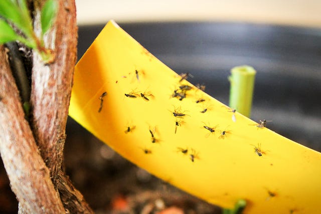 preview for How to Get Rid of Gnats in Your Home