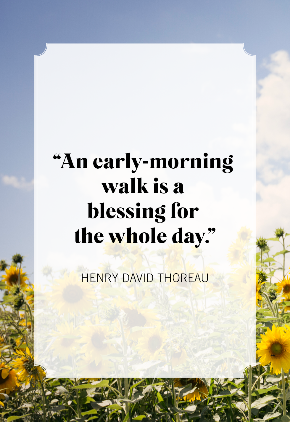 Daisy Good Morning Image morning good morning good morning quote