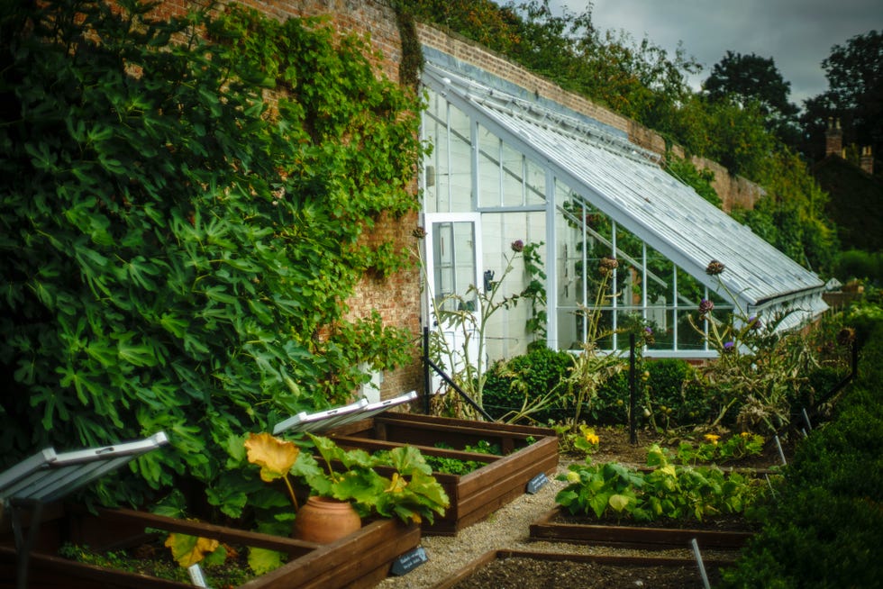 Best backyard greenhouse