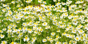best ground cover plant chamomile