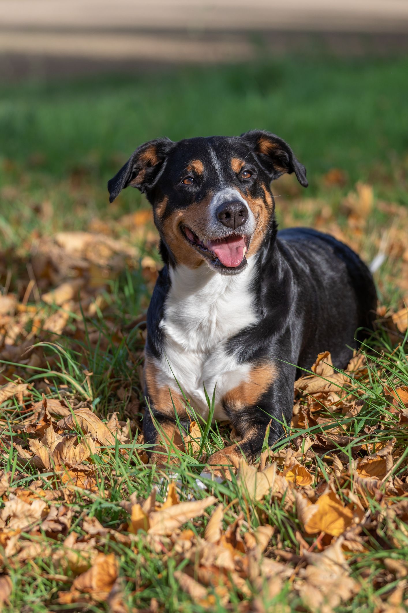 Natural sales guard dogs